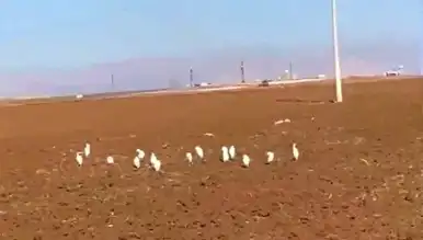 Mardin'de Akbalıkçılar Kışın Görüldü!